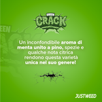GREEN CRACK